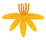 Johanniskraut-Blüte